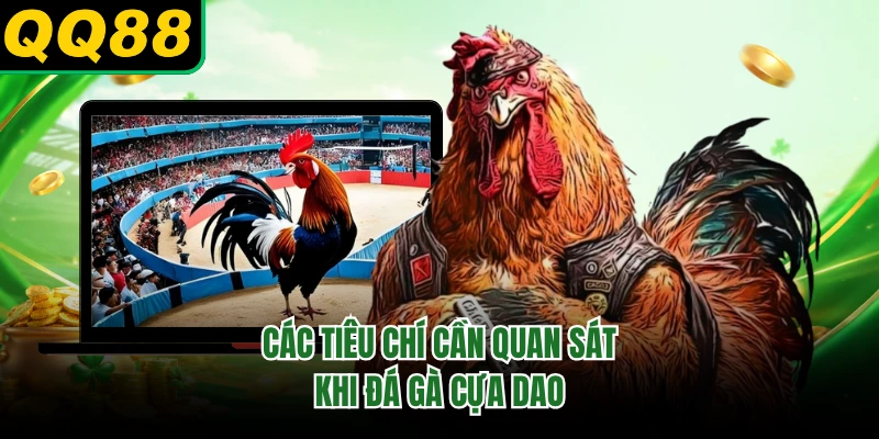Các tiêu chí cần quan sát khi đá gà cựa dao 