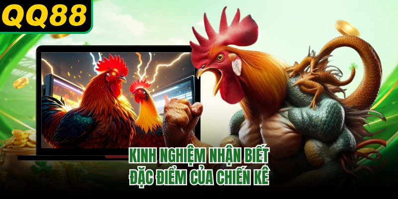 Kinh nghiệm nhận biết đặc điểm của chiến kê 